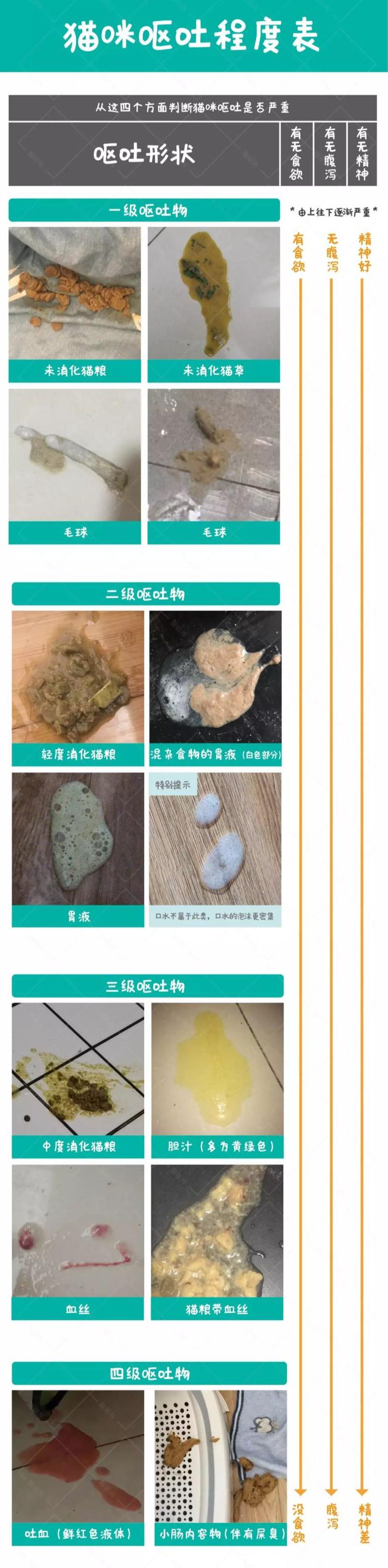 猫咪呕吐处理攻略,猫咪常见的呕吐原因及治疗方法