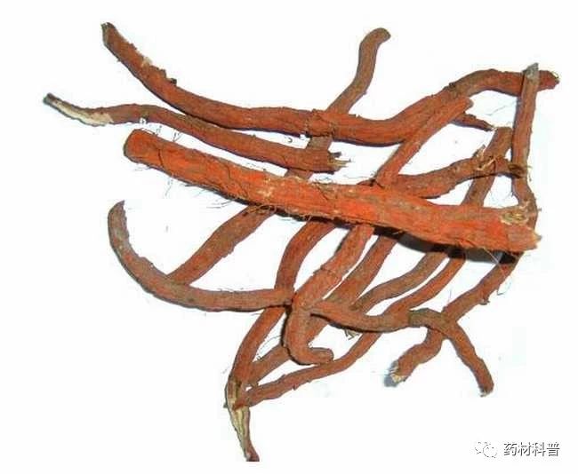 一味丹参抵四物哪些人适合吃,一味丹参胜四物怎么讲