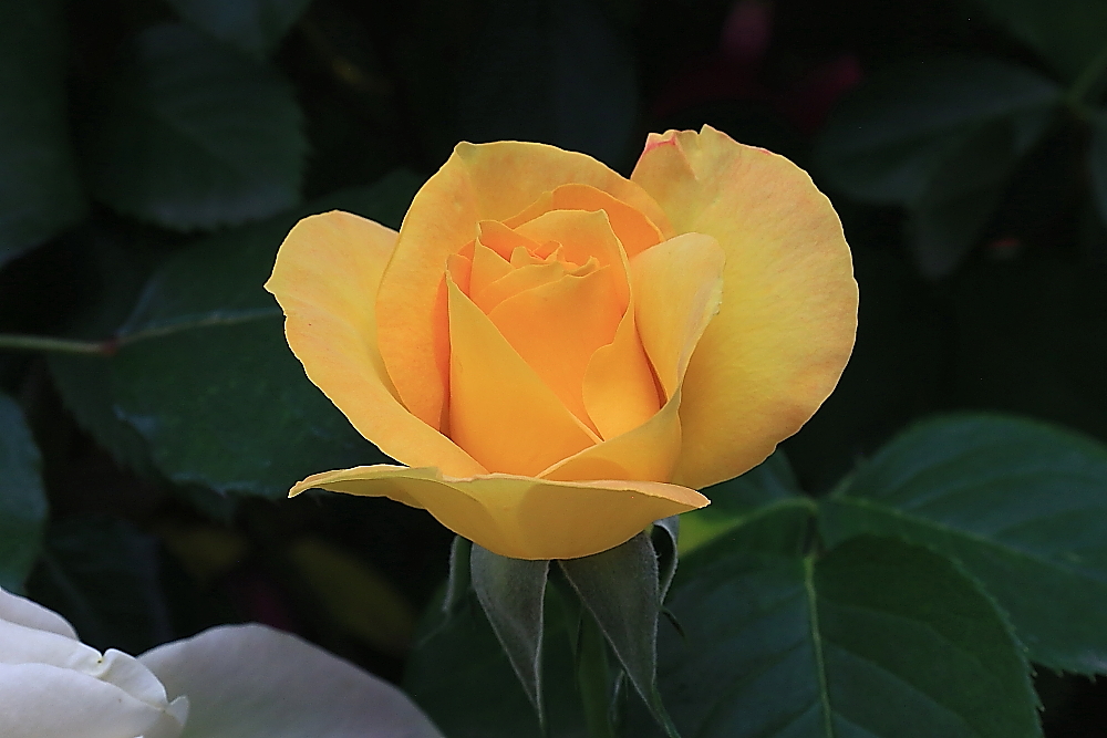 五月花；青山吹奏《蜗牛与黄鹂鸟》,D#调半音阶口琴演奏