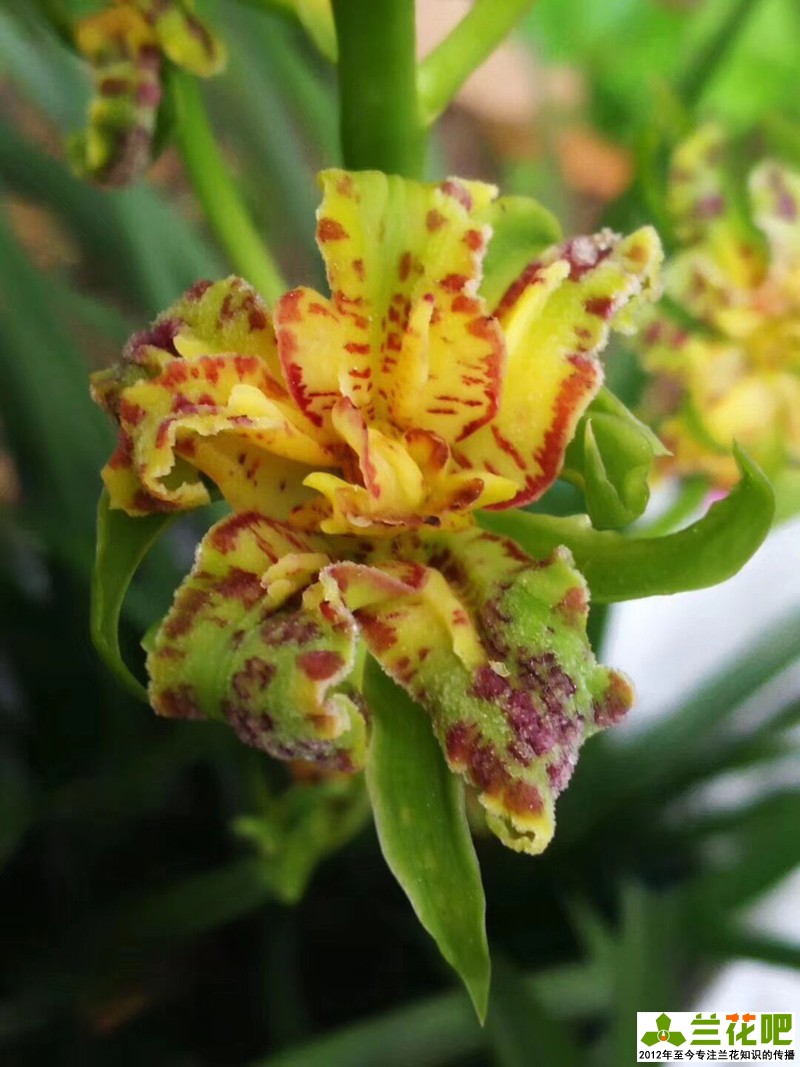 兰花直播间买兰花操作步骤,云南兰花直播拍卖