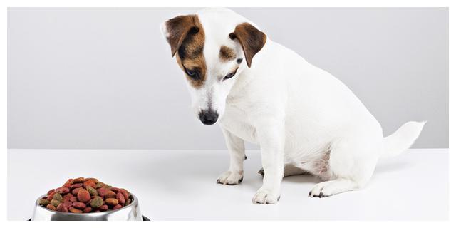 狗狗厌食需要换狗粮吗怎么喂,狗狗厌食吐狗粮怎么回事