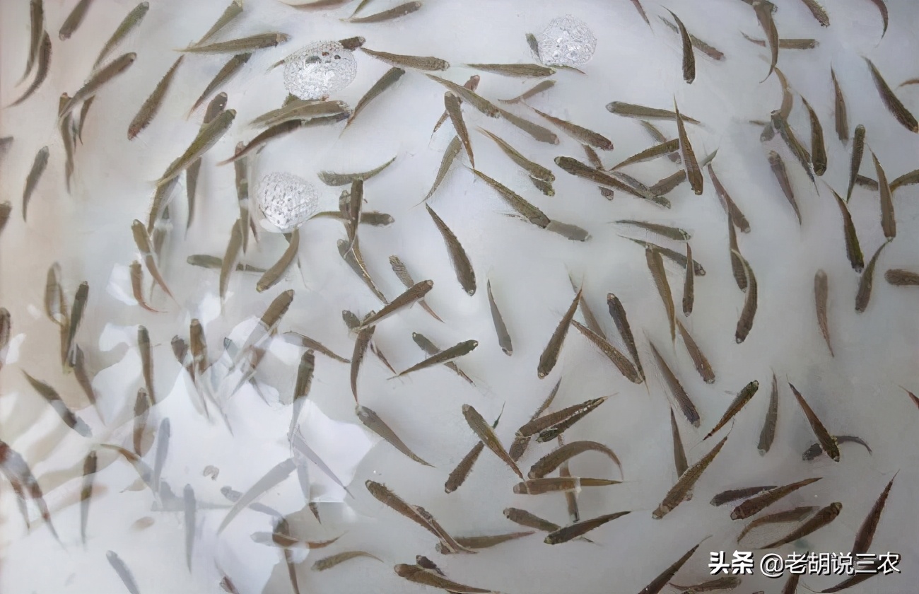 靠养殖赚大钱的人,红眼鱼养殖成本