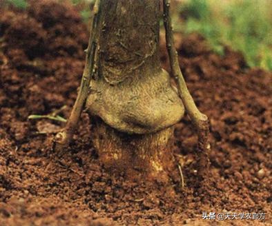 神奇“靠砧”术！轻松提升产量、降低成本！操作成功秘诀在这里