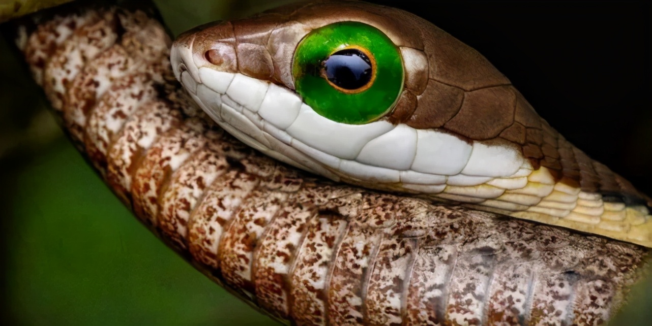 打草惊蛇的蛇具有什么特征,藏头露尾的响尾蛇捕食过程