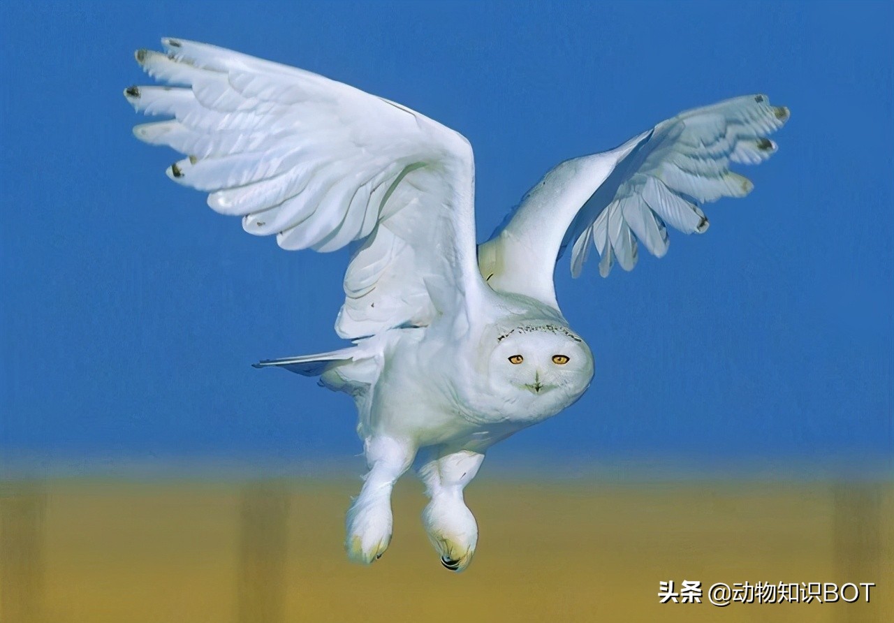 雪鸮呆萌图片,短耳雪鸮