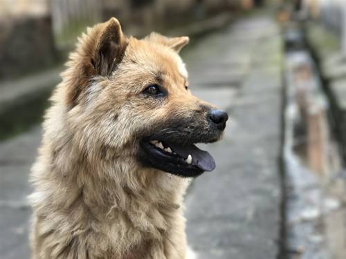 狗狗经常存在的问题,狗狗发烧39度多有些喘而且还发抖