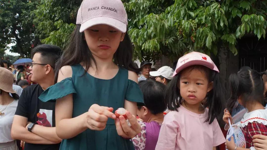 直击莆田荔枝采摘现场,莆田荔枝现摘