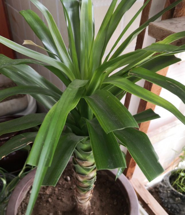 龙须树一头变多头怎样修剪,龙须树单头的好还是多头的好