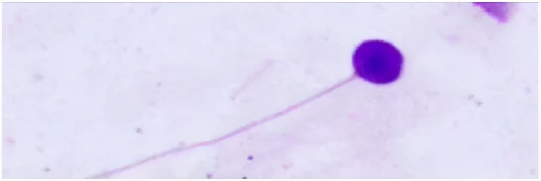雄风再起全部视频,雄风再起完整版原唱