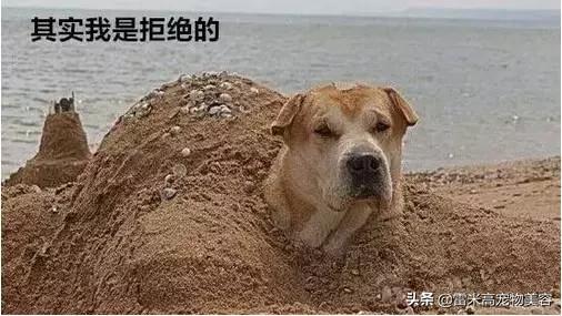 自从养了狗家里一股味道,家里养只狗真的好有安全感