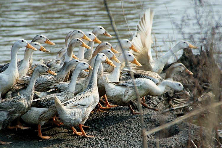 如果灵魂有香气希望是桂花味,如果灵魂有香气