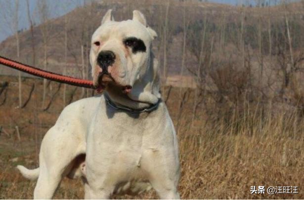 养杜高犬怎样训练亲人不乱叫,杜高犬从小是怎么养的