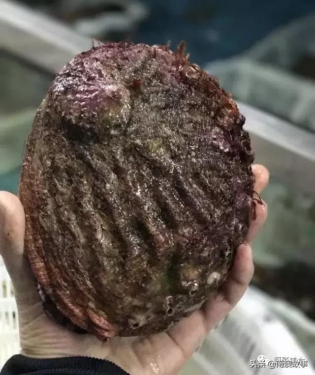 水煮贝壳类海鲜煮多久,海边海鲜用什么水煮好吃