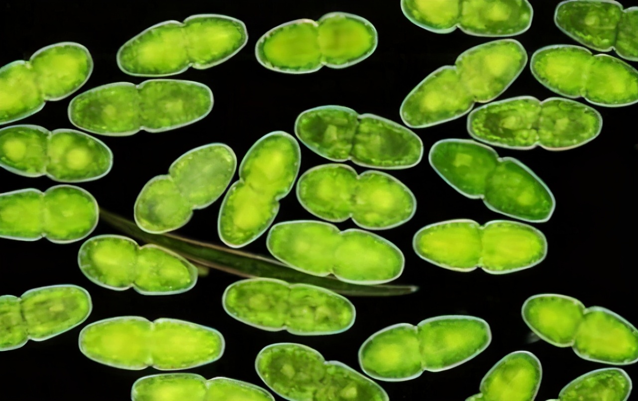 最聪明的浮游生物,神奇的浮游生物