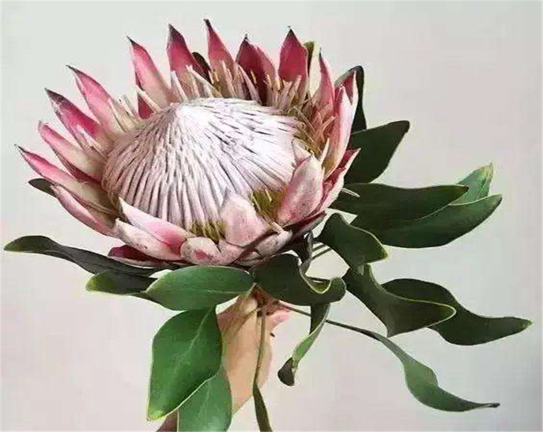 帝王花养殖方法及花语介绍,帝王花的种植方法和注意事项