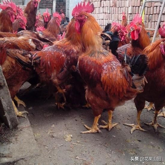 土鸡散养几个月可以生蛋,土鸡养什么品种好