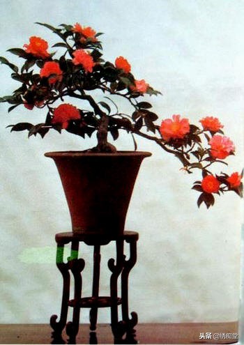 丛林式盆景欣赏,盆景欣赏及制作