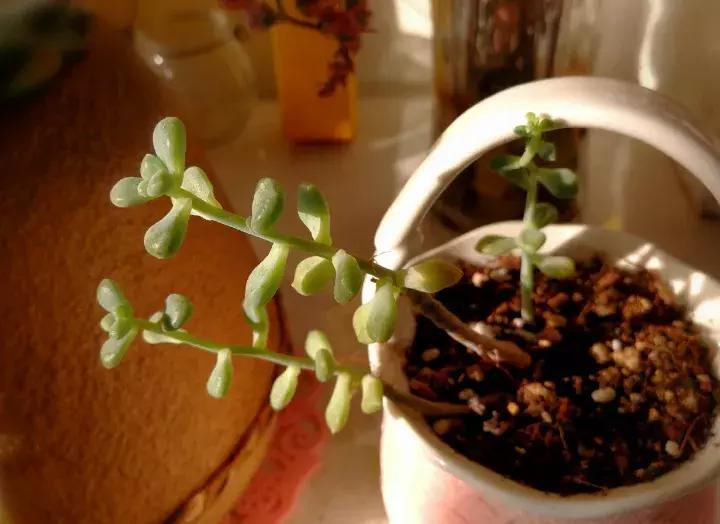 多肉长出小尾巴求救信号,多肉有什么求救信号