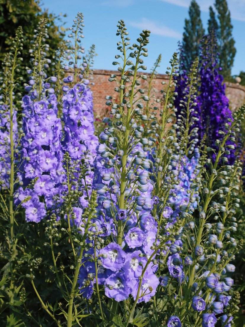 13种有毒的盆栽花卉有哪些,十种有毒的花卉有哪些