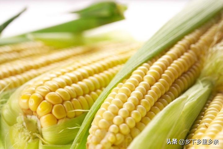 小麦引进中国之前人们吃什么,涨姿势科普刷新您对大米的认知