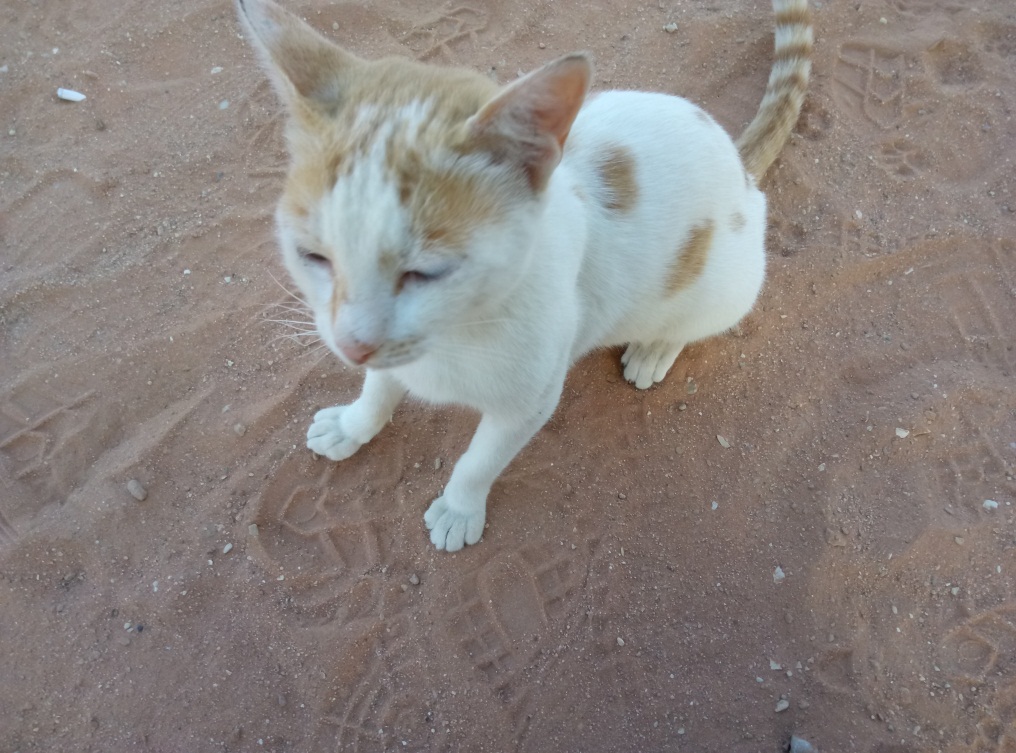 一个沙特打工仔的自述，完全不同的中东风情