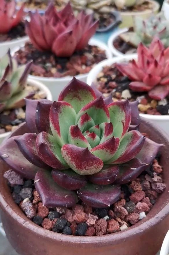 养多肉植物修身养性,多肉的习性和日常养护方法