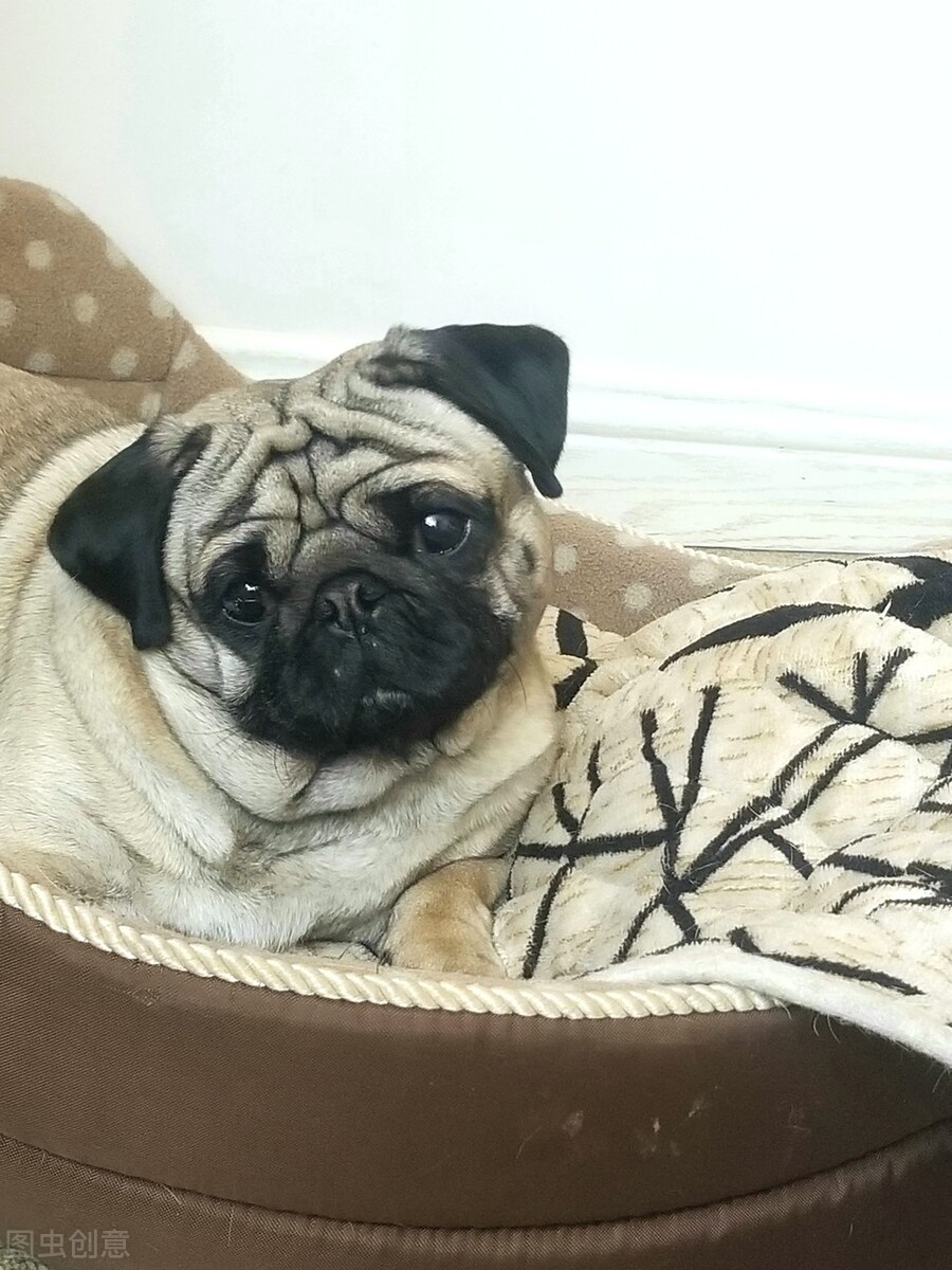 巴哥犬好养吗养巴哥犬的注意事项,八哥犬和巴哥犬有什么区别呢