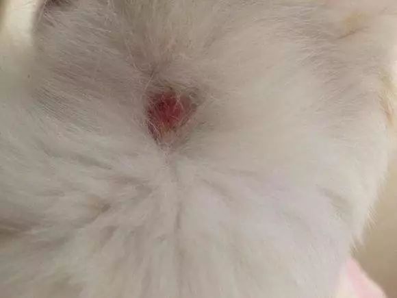 如何能养好一只小幼猫,怎样养好美短虎斑幼猫