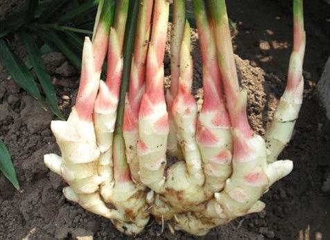 盆里放1块“生姜”,2个月长成盆栽,比月季好看,3个月后采摘!