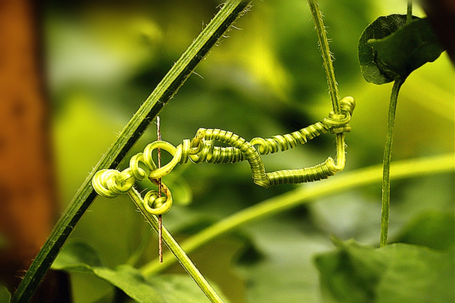 扫落叶优美诗句,扫落叶的诗句
