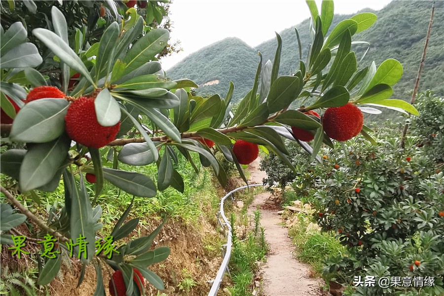 石公山杨梅基地,杨梅山杨梅基地