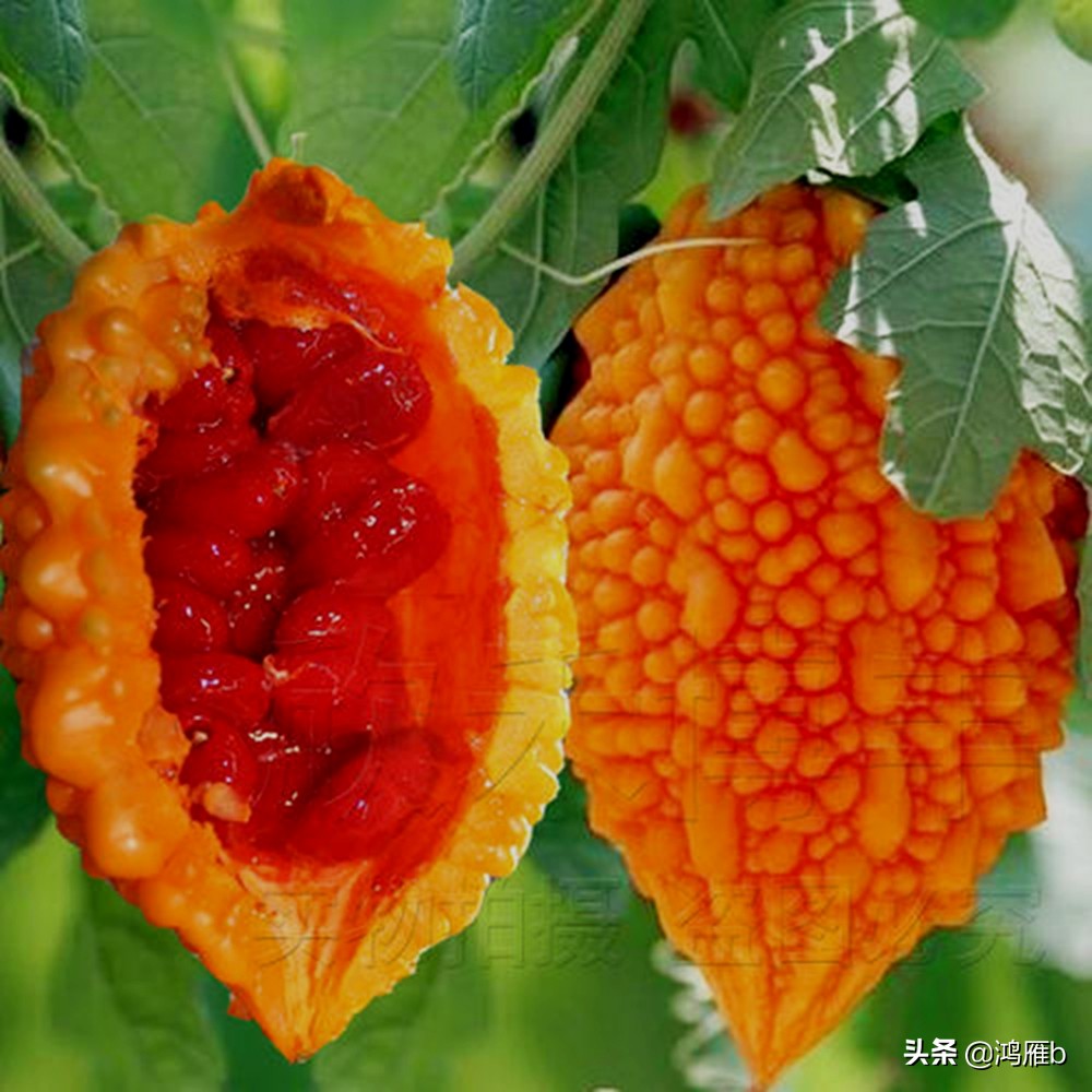 您认识这是什么，能叫出它的名字吗？