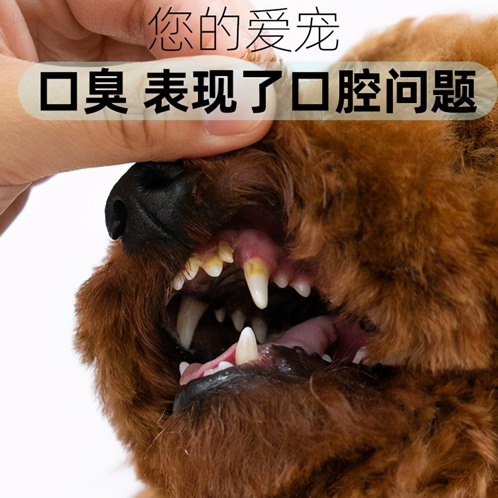 狗狗不吃东西口臭怎么回事,泰迪狗狗口臭用什么最见效
