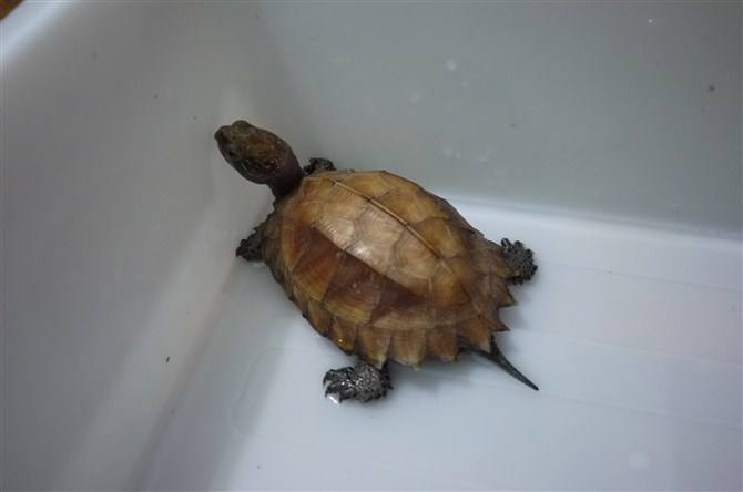 一个龟缸适合养几只龟,什么龟可以和几只龟养在一起