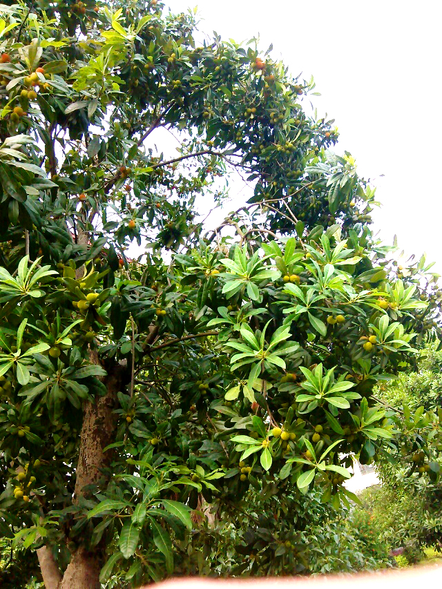 为什么要去长沙民政职业技术学院,长沙民政职业技术学院校园圈