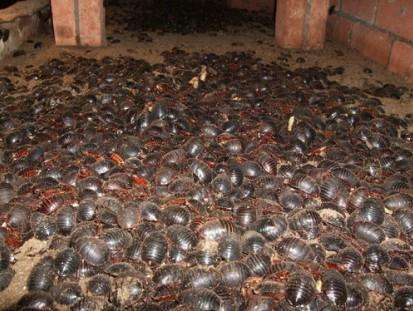 别再骗农民了,农村人宁愿在家躺着也不养这3种东西,谁养谁赔