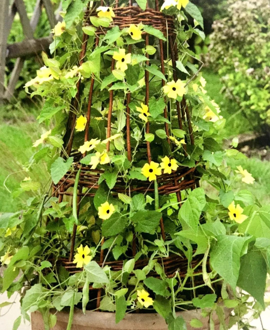 自家阳台小菜园种的纯天然蔬菜,阳台种植一年四季可以吃的蔬菜