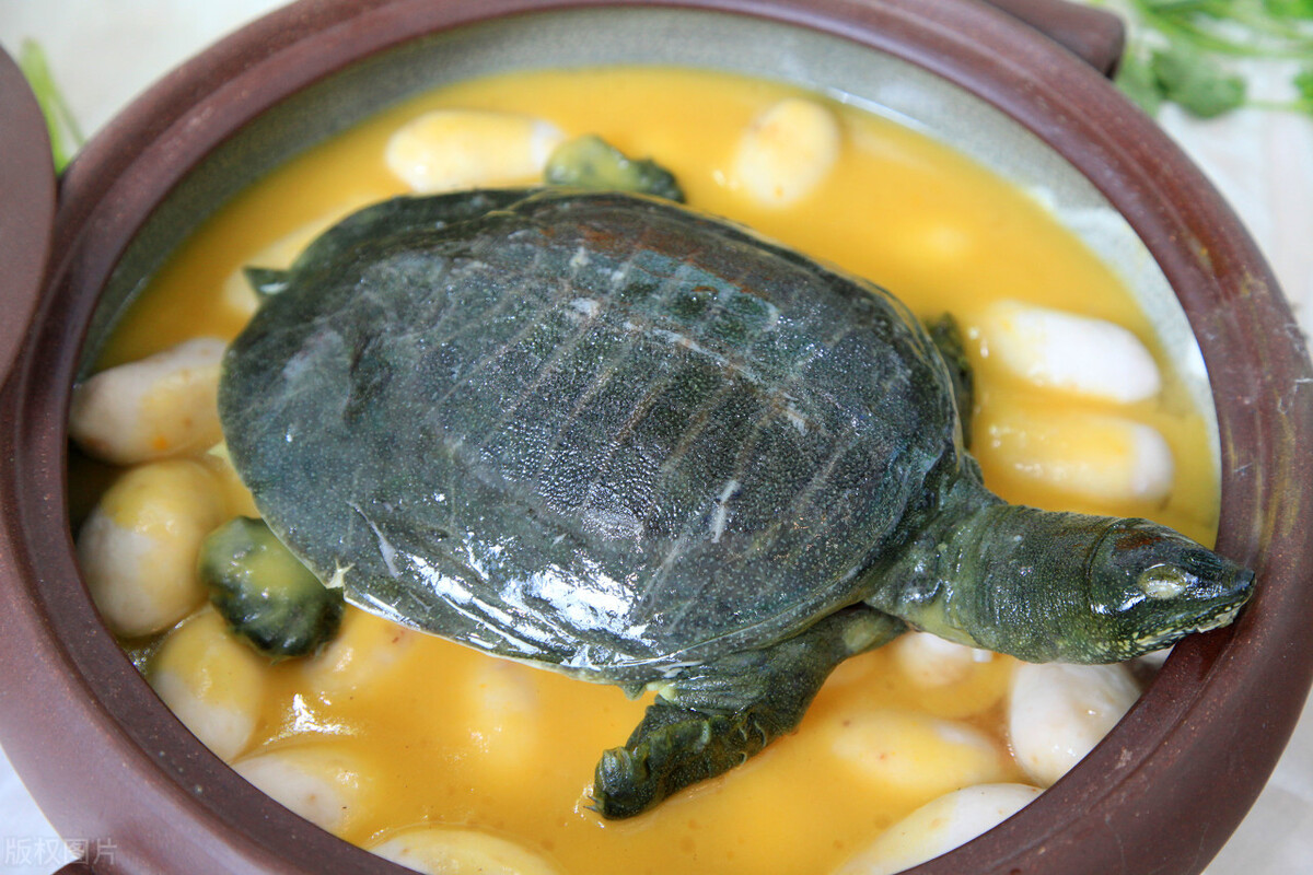 甲鱼吃多了会怎样,甲鱼吃了会过敏怎么消肿