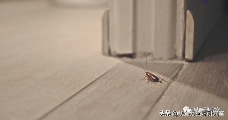 哪种蟑螂药有用并且不伤害猫咪,对猫最安全的蟑螂药