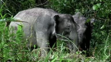 大象保护日,世界大象日最新消息