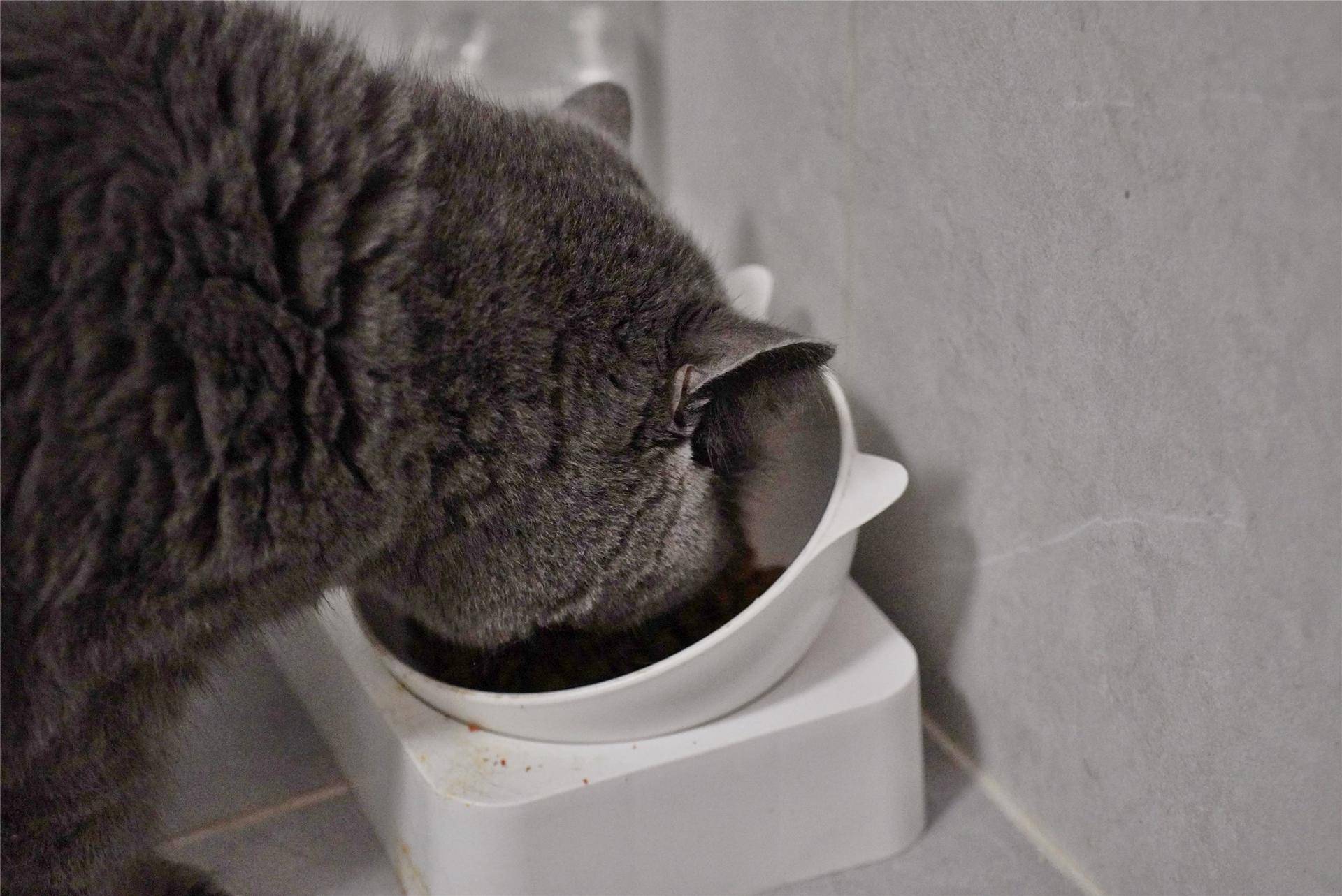 猫主子的猫砂怎么选,喵星人的食物有哪些