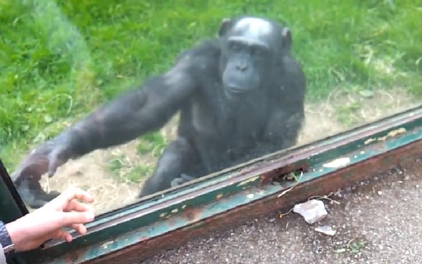 比利时女孩与黑猩猩相爱,比利时女子称与黑猩猩相爱