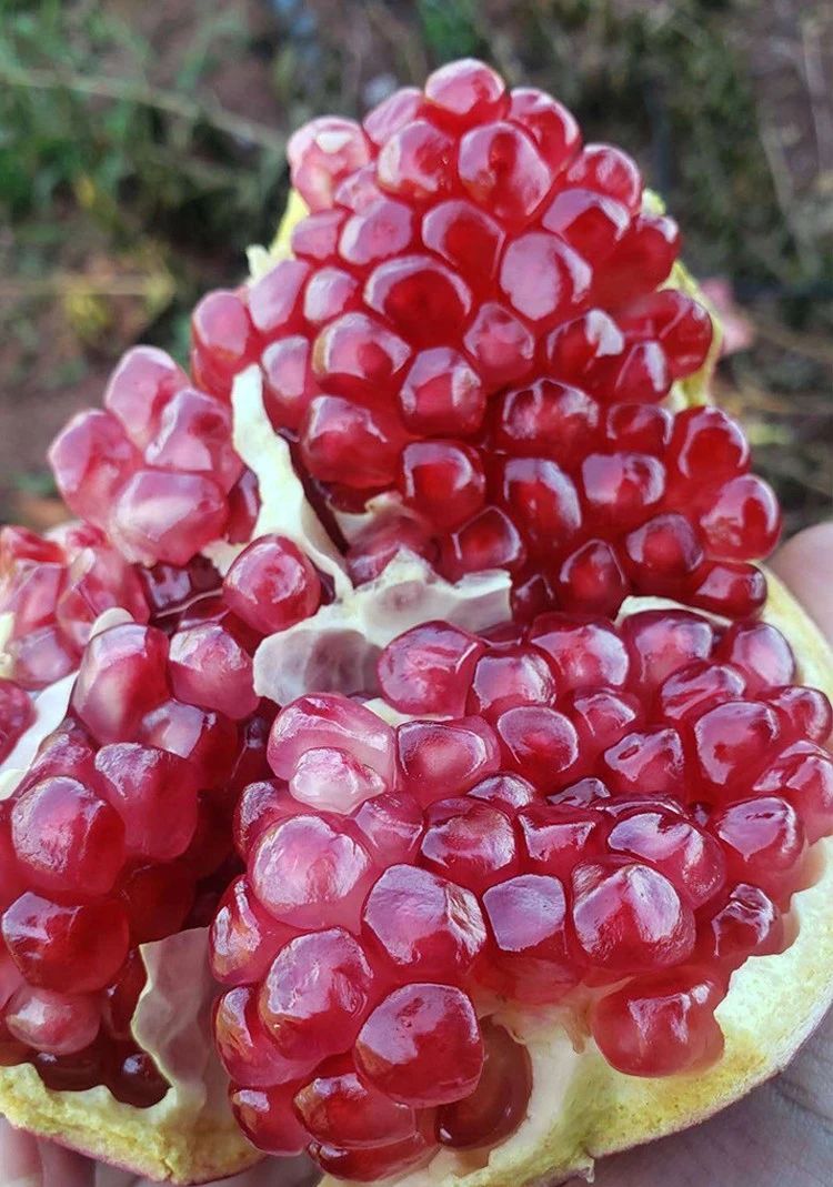 实地考察!长在树上的“雅诗兰黛”,籽软汁多更润肤