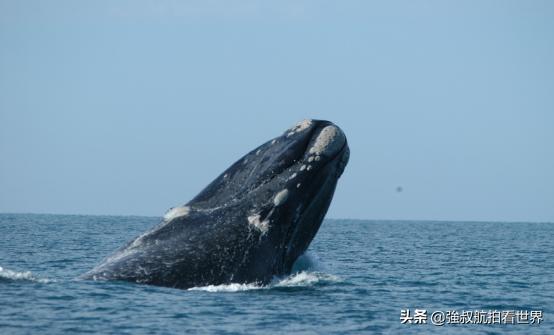 去南澳州旅游怎么样,去南澳旅游要不要做攻略