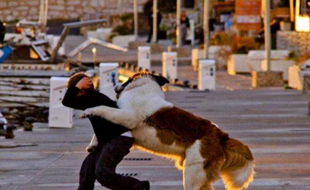 路人遇到恶狗挡道不能惹,在路上遇到恶狗该如何自救