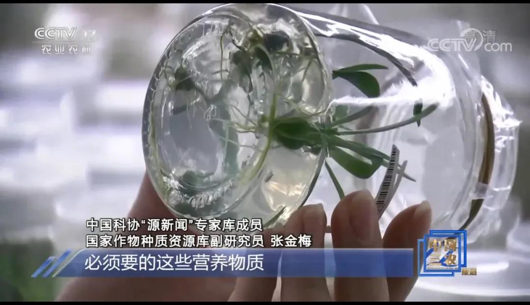 什么样的种子可以确保品相一样,种子如何进入种质库