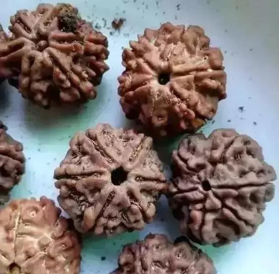 手串有白色小虫子,手串长虫子是什么原理