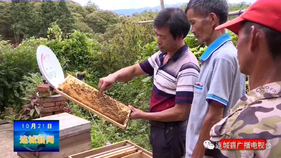 连城助农,连城山里芭蕉芋成村民致富新产业