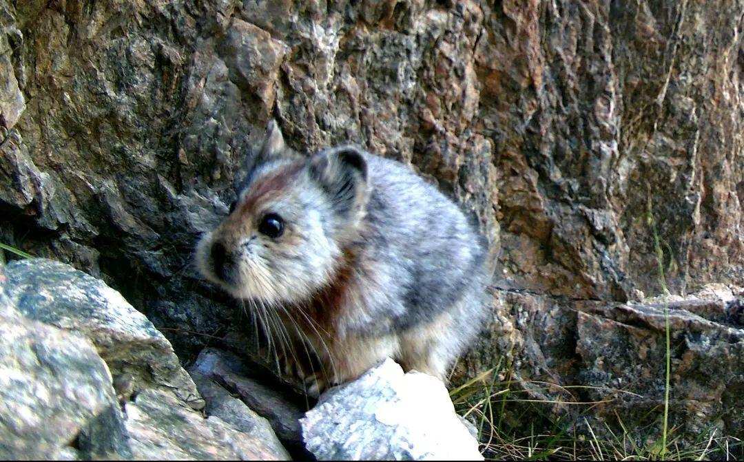 伊犁鼠兔为什么是珍稀动物,新疆稀有动物鼠兔照片