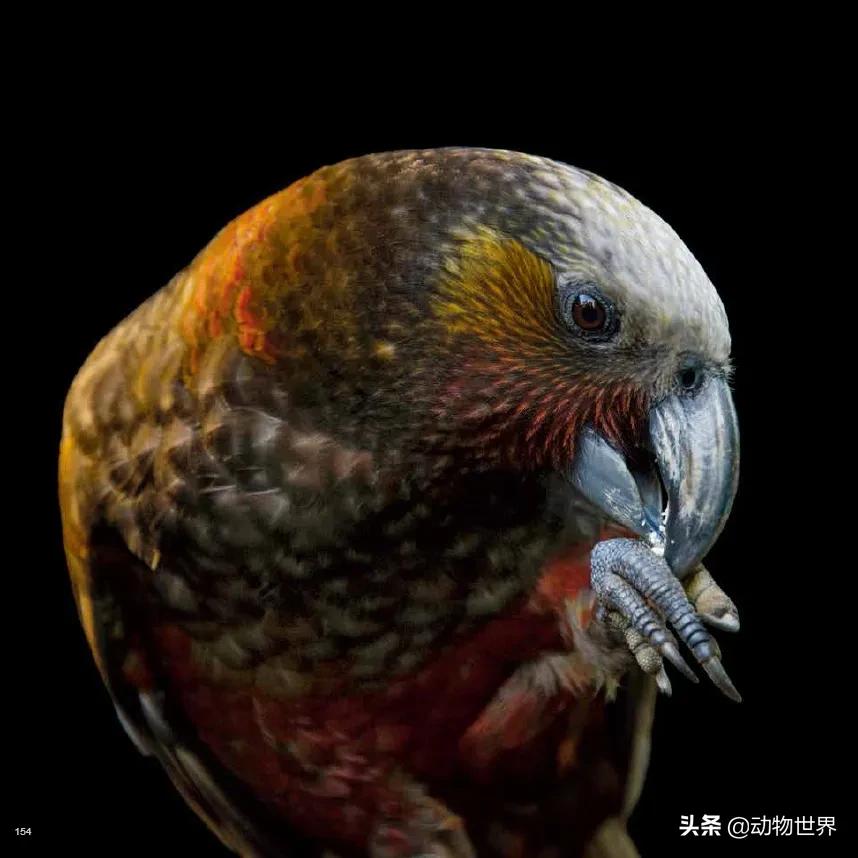 国际珍稀动物保护日-如何拯救那些正在从世界上逐渐消失的物种